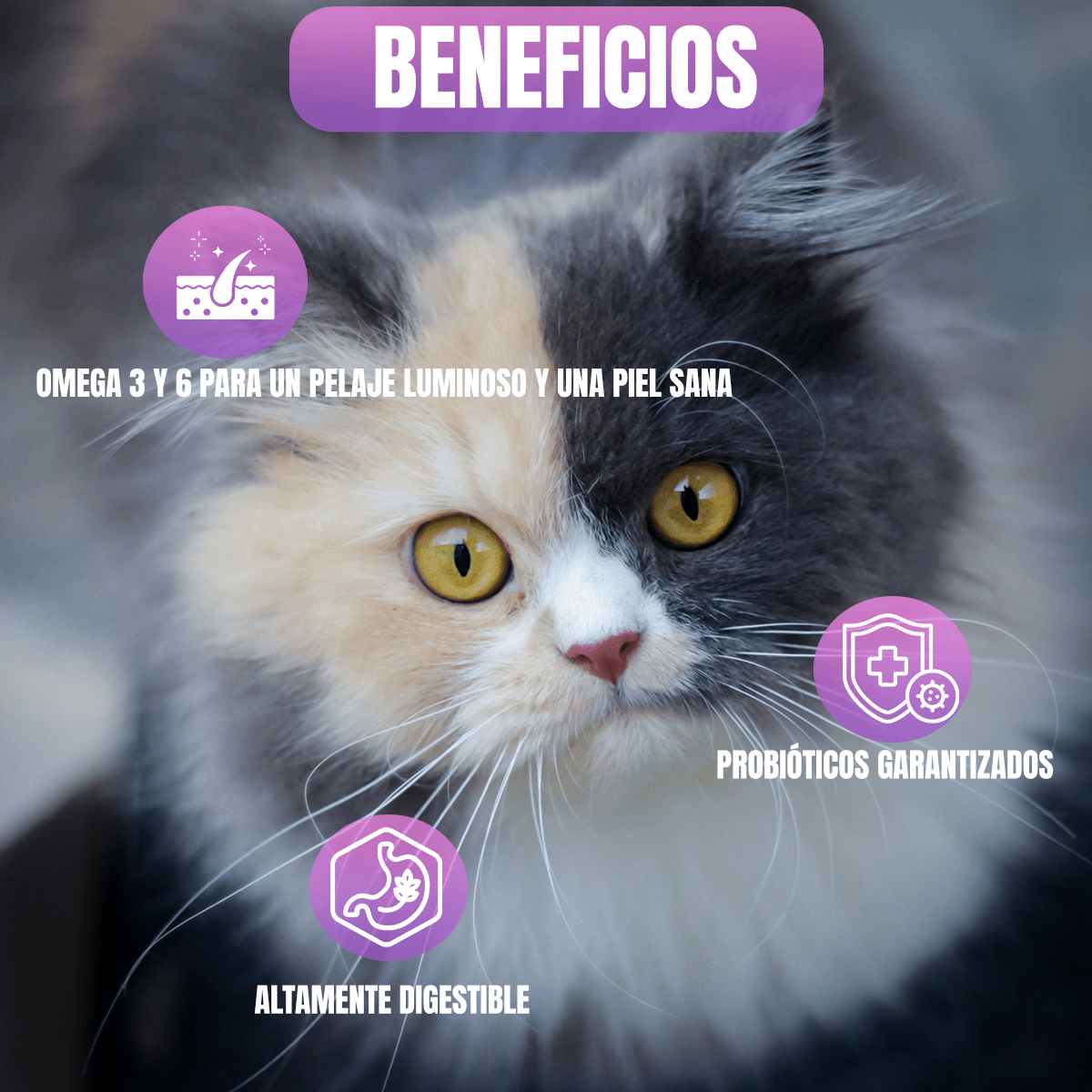 Croquetas para Gato Diamond Maintenance Cat 18.14 kg Con Regalo - FridaPets - Gato - Alimento - Seco - DIAMOND