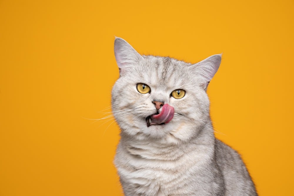 Gato en un espacio tranquilo de casa