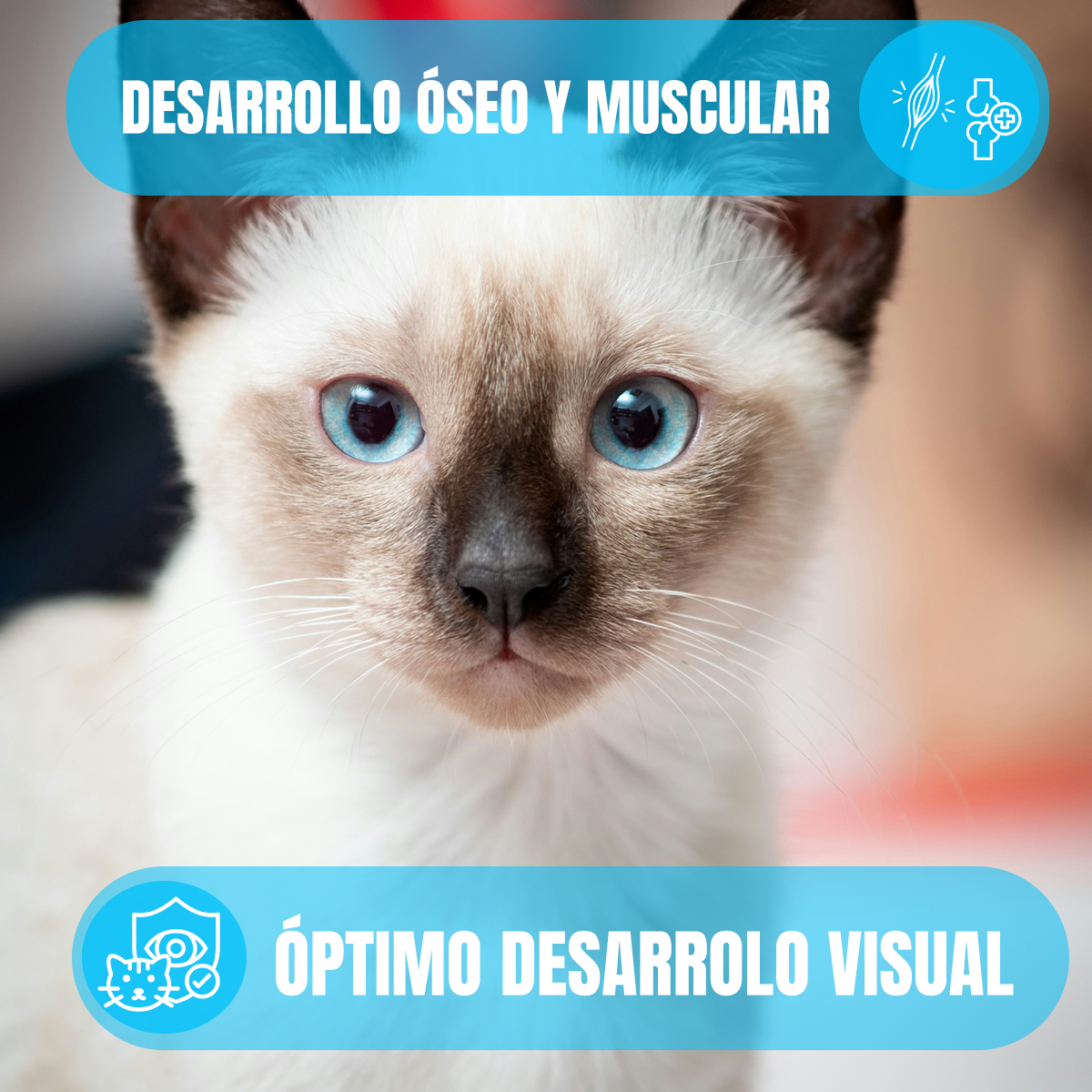 PAQUETE 24 SOBRES DE 85G PROPLAN GATO ADULTO POLLO + REGALO