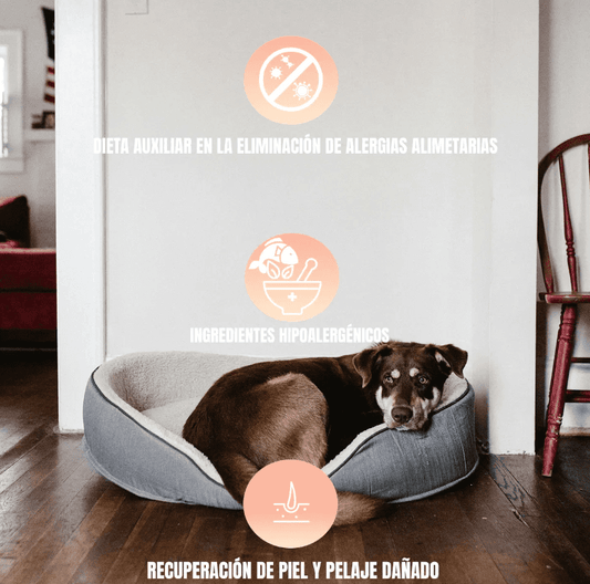Perro descansando en una cama gris dentro de una habitación, con iconos color salmón superpuestos.