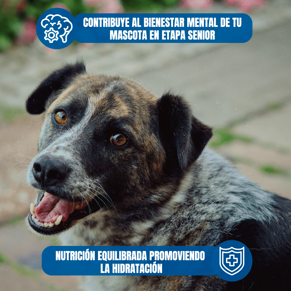 Pro Plan pouches perro senior 20 sobres con regalo