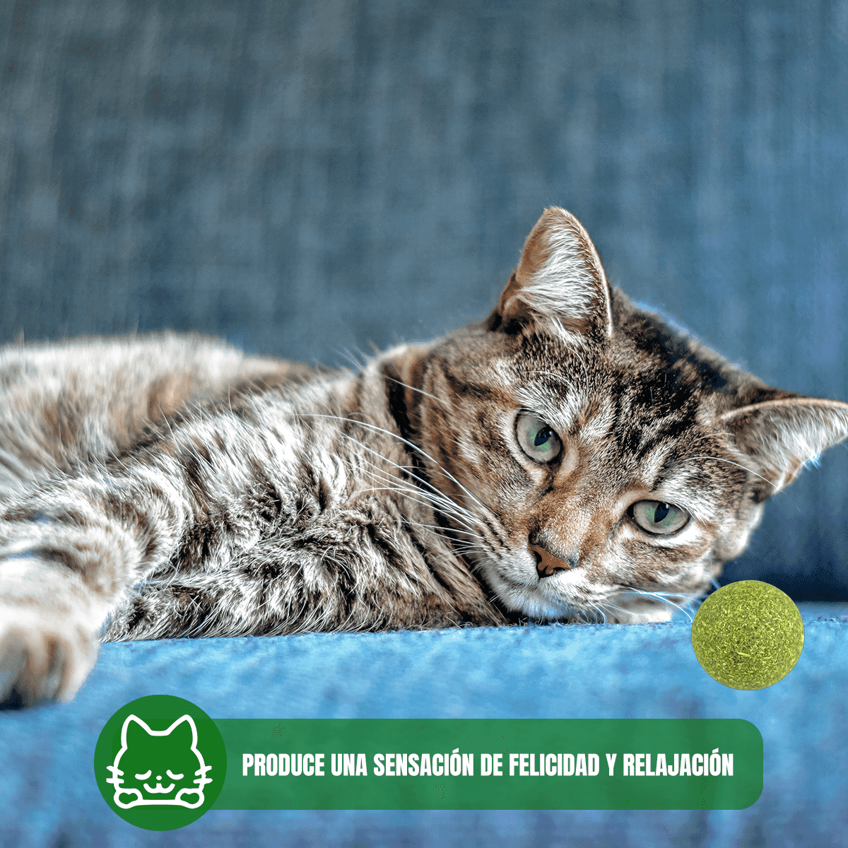 Pack 2 Nupec Gato Adulto Indoor 5kg cada uno con 16 latas de alimento húmedo y catnip Frida Naturals