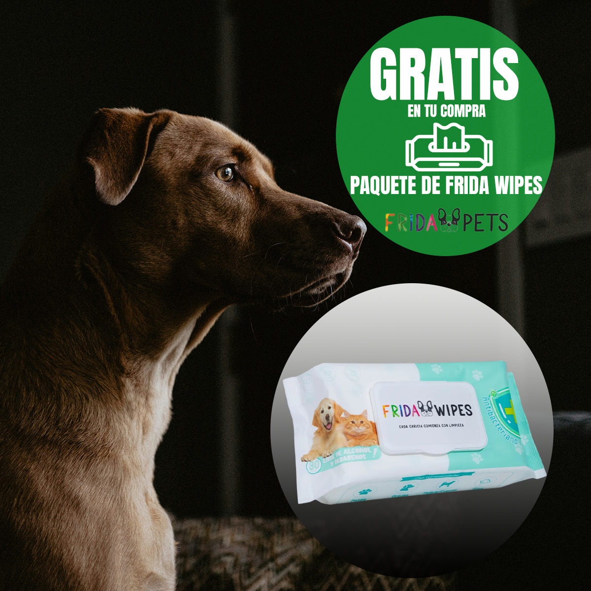 PAQUETE 24 SOBRES DE 85G PROPLAN GATO ADULTO POLLO + REGALO