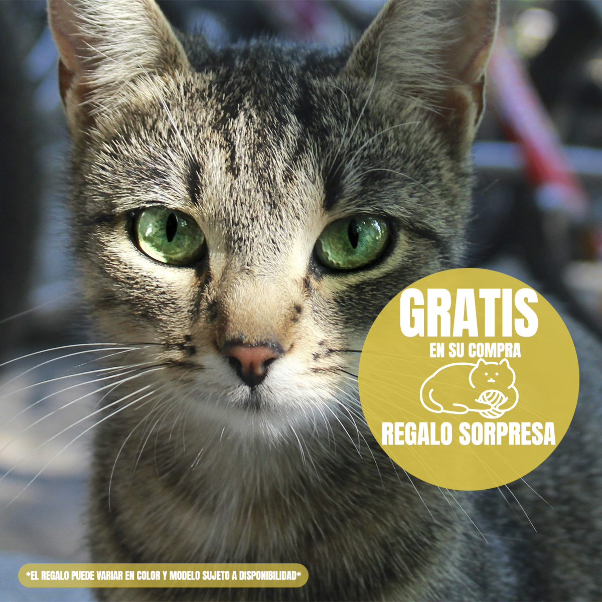 Paquete 20 latas gato Urinary alimento húmedo con regalo