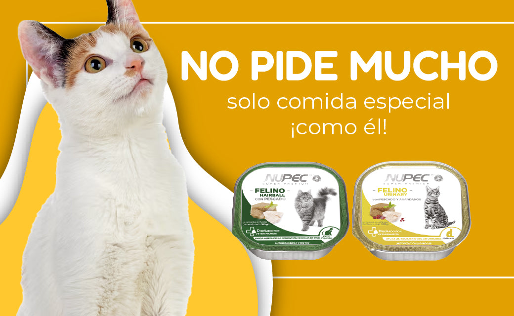 FridaPets