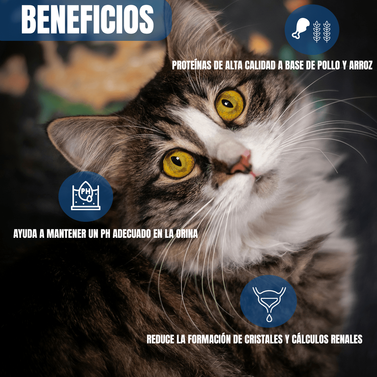 Alimento Excellent Gato Adulto 3kg + Regalo para Gato - FridaPets - Gato - Alimento - Seco - Excellent