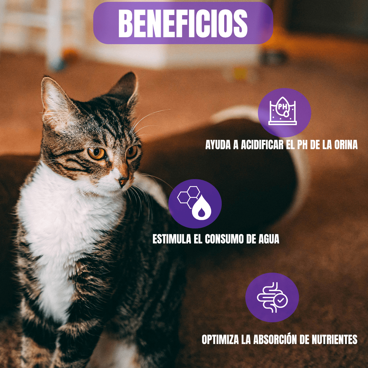 Alimento Para Gato Pro Plan Urinary Sabor Pollo 3kg + Regalo - FridaPets - Gato - Alimento - Seco - ProPlan