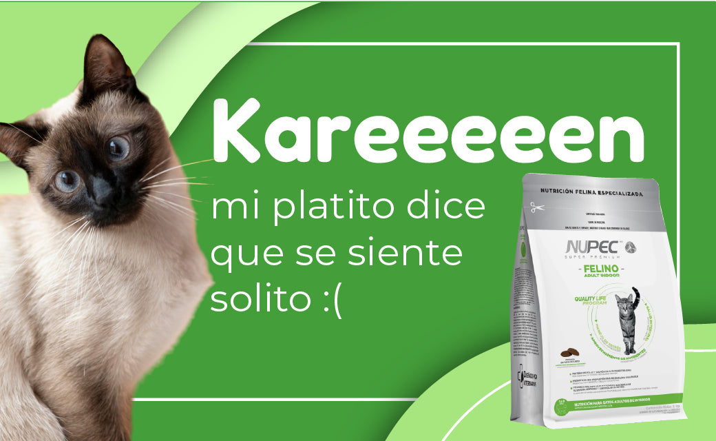 FridaPets
