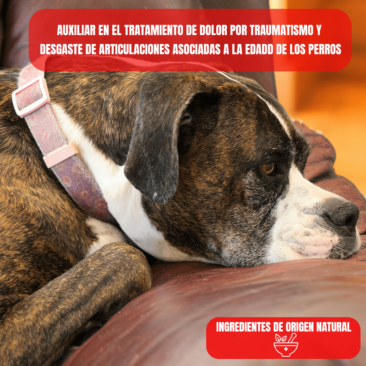 Arni Pets Tabletas con Árnica Montana - Nartex - FridaPets - Perro - Snacks - Nartex