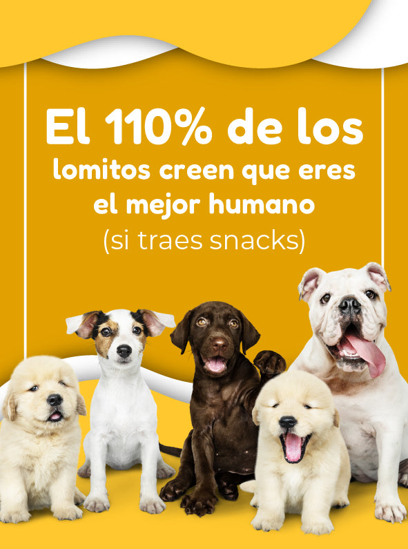FridaPets