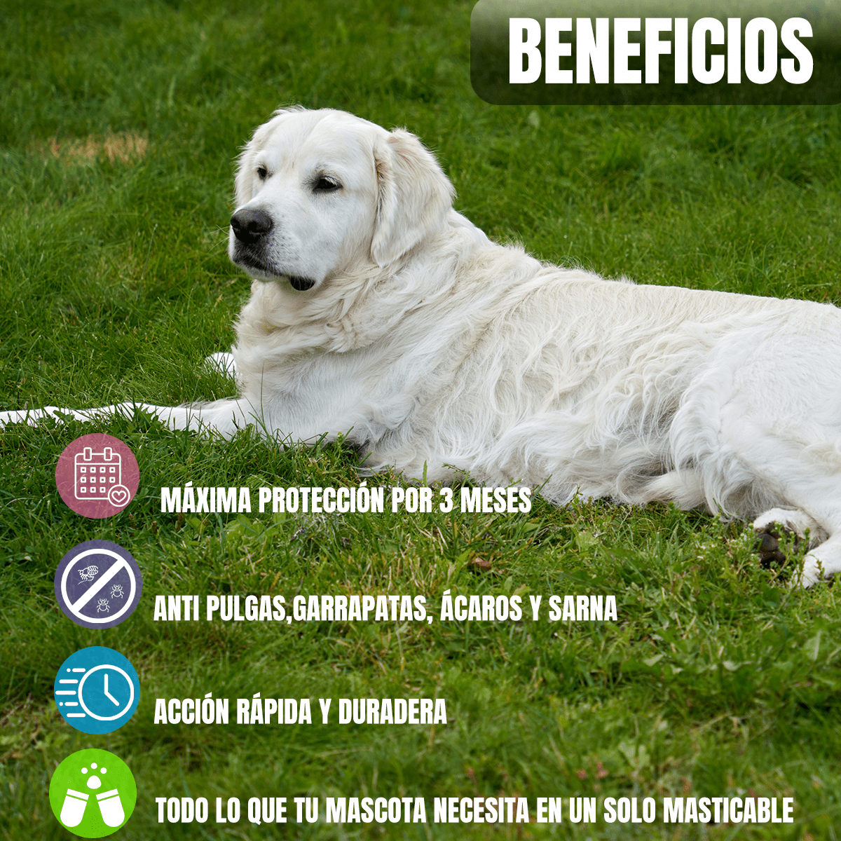 BRAVECTO ANTIPULGAS Y GARRAPATAS PARA PERROS - FridaPets - Perro - Salud y bienestar - Bravecto