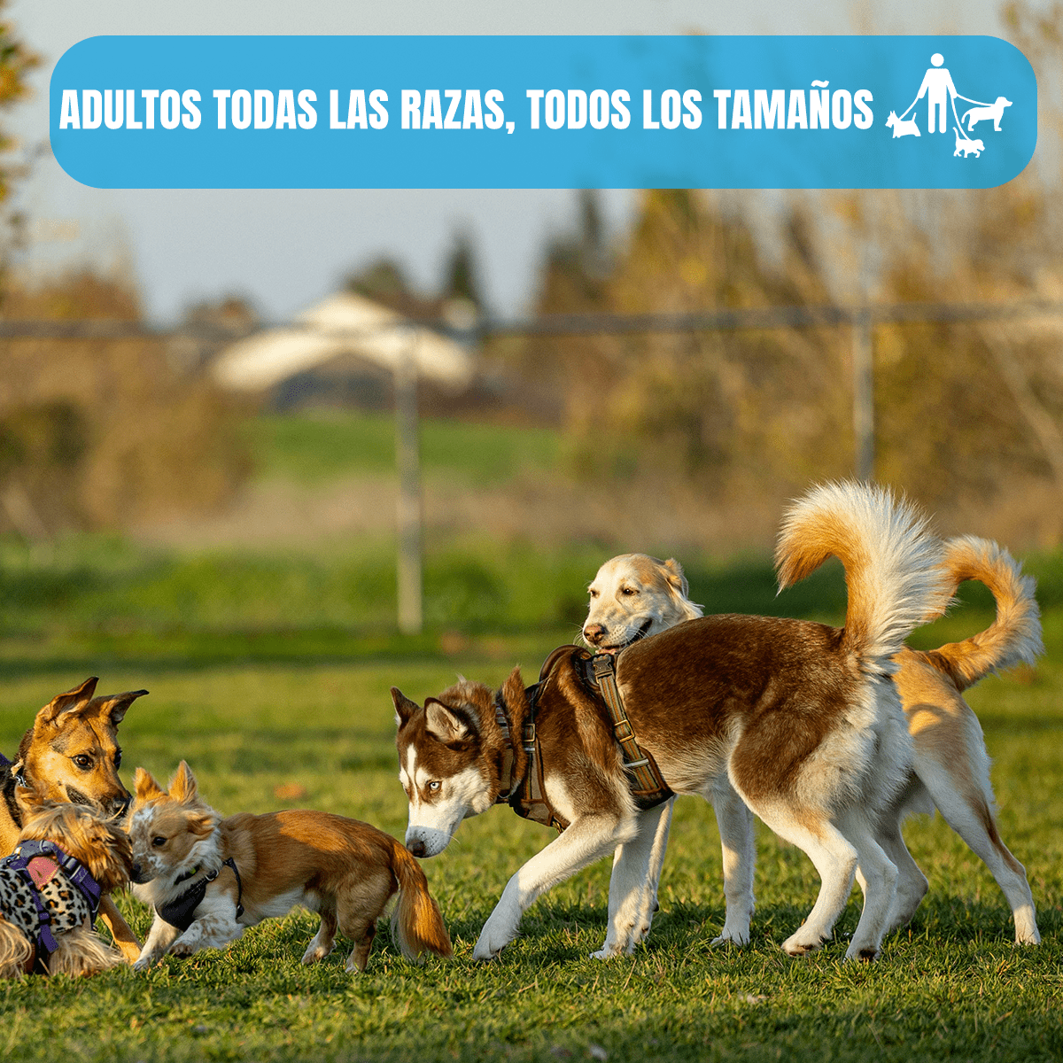 Calmi Pets Tabletas con Pasiflora y Valeriana para Perros - Nartex - FridaPets - Perro - Salud y bienestar - Nartex