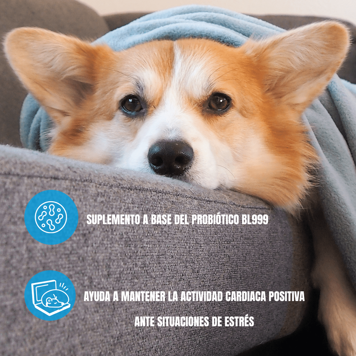 Calmi Pets Tabletas con Pasiflora y Valeriana para Perros - Nartex - FridaPets - Perro - Salud y bienestar - Nartex