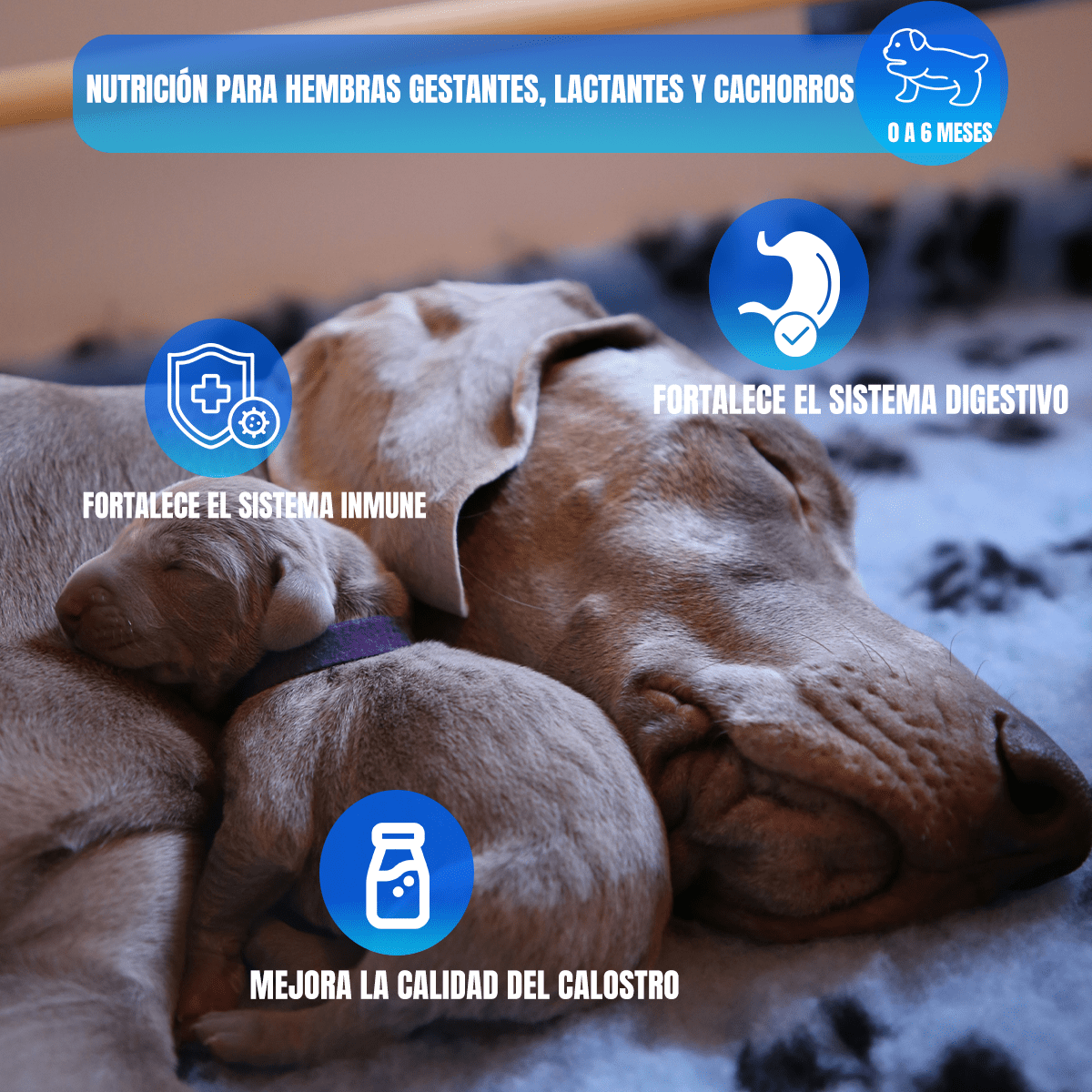 Croquetas Nupec First Care 8kg + Regalo Para Perro - FridaPets - Perro - Alimento - Seco - Nupec