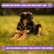 Cachorro sobre el pasto en una imagen informativa de Diamond Puppy