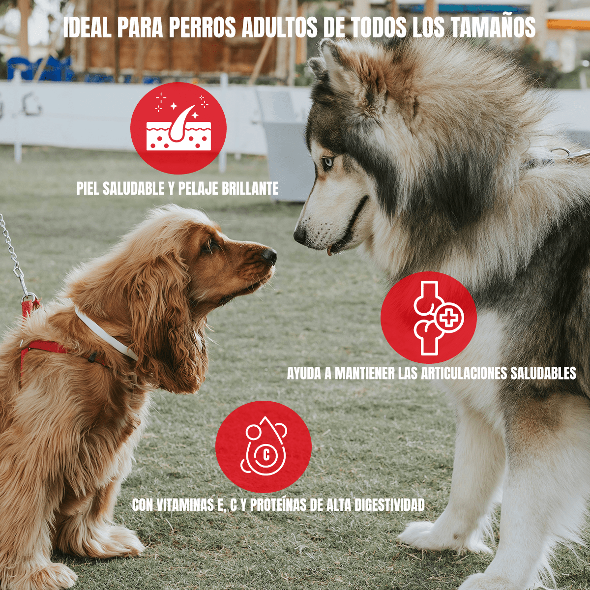 EXCELLENT CORDERO ADULTO 4 KG - FridaPets - Perro - Alimento - Seco - Excellent