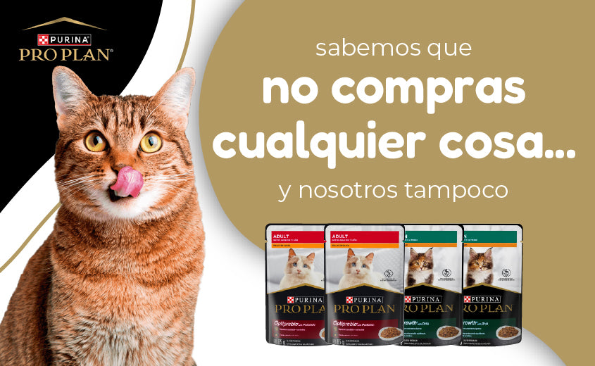 FridaPets