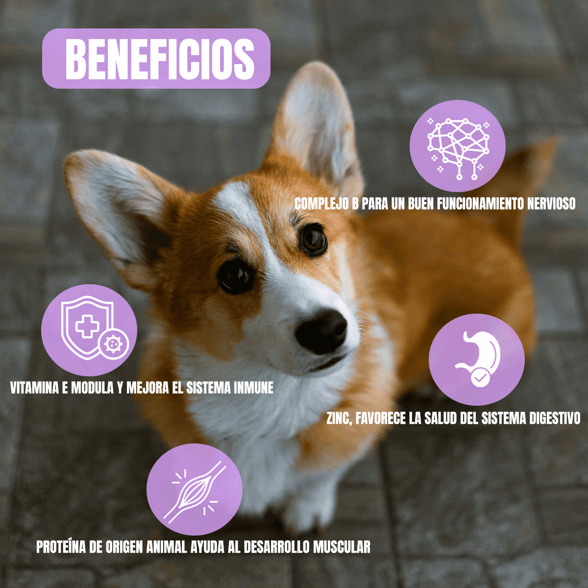 Nucan Perro Cachorro 20kg con Regalo Sorpresa - FridaPets - Perro - Alimento - Seco - Nucan