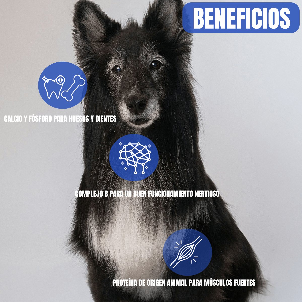 Nucan Perro Senior 15 kg con Frida Wipes de Regalo - FridaPets - Perro - Alimento - Seco - FridaPets