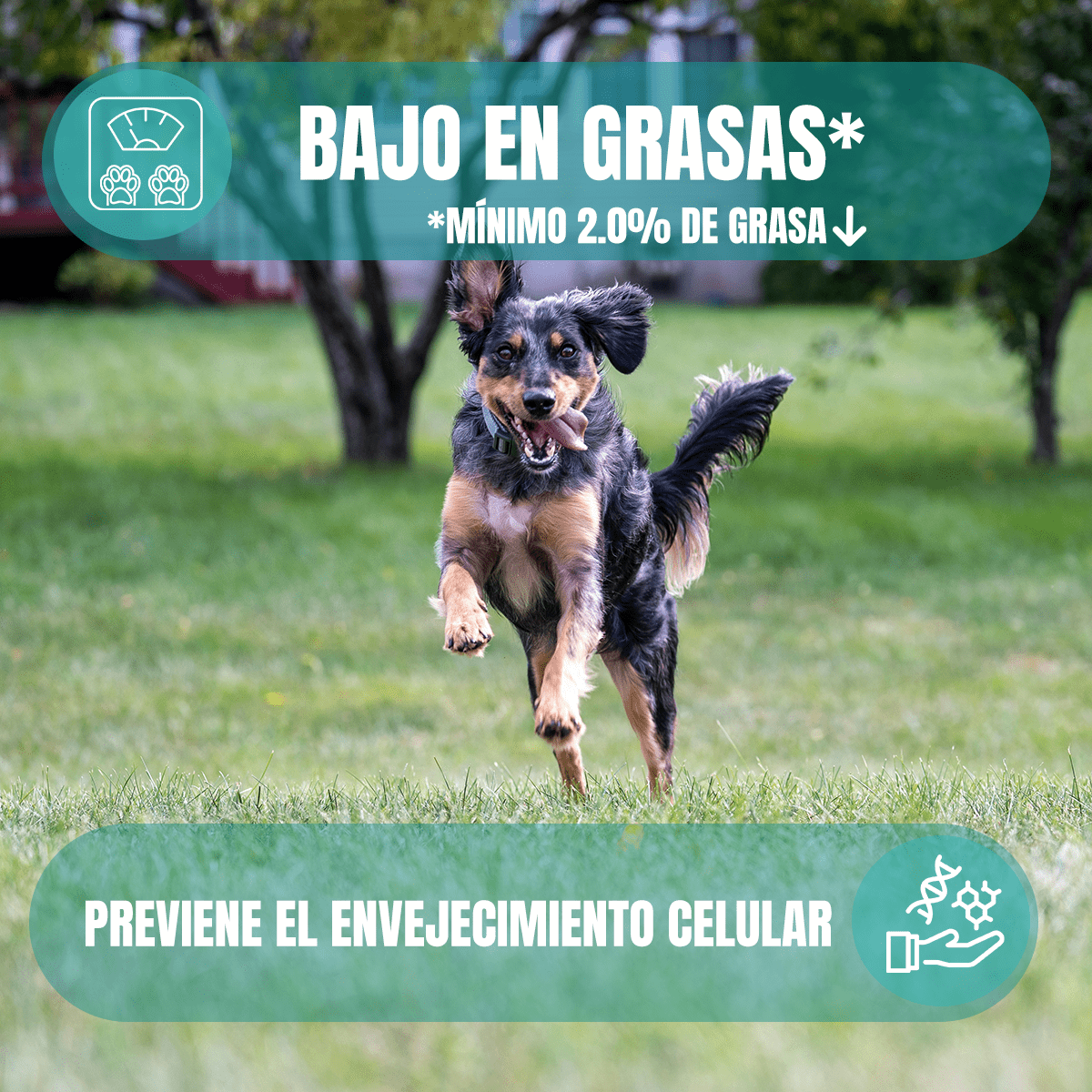 Nupec Alimento Húmedo digestivo + Control de Peso - FridaPets - Perro - Alimento - Húmedo - Nupec