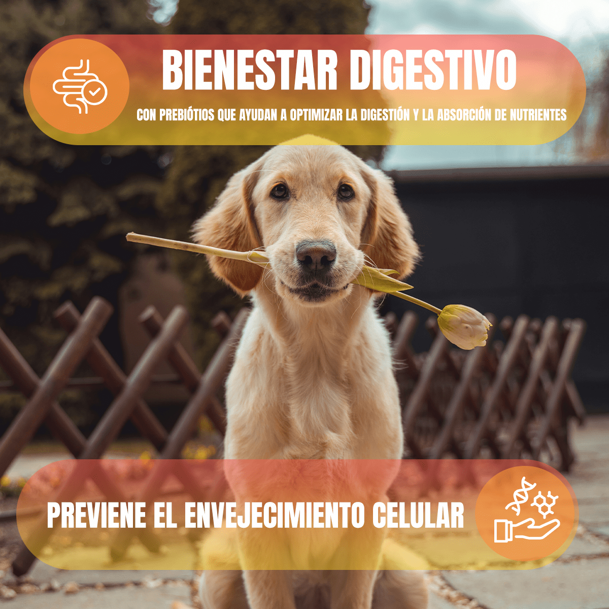 Nupec Alimento Húmedo digestivo + Control de Peso - FridaPets - Perro - Alimento - Húmedo - Nupec