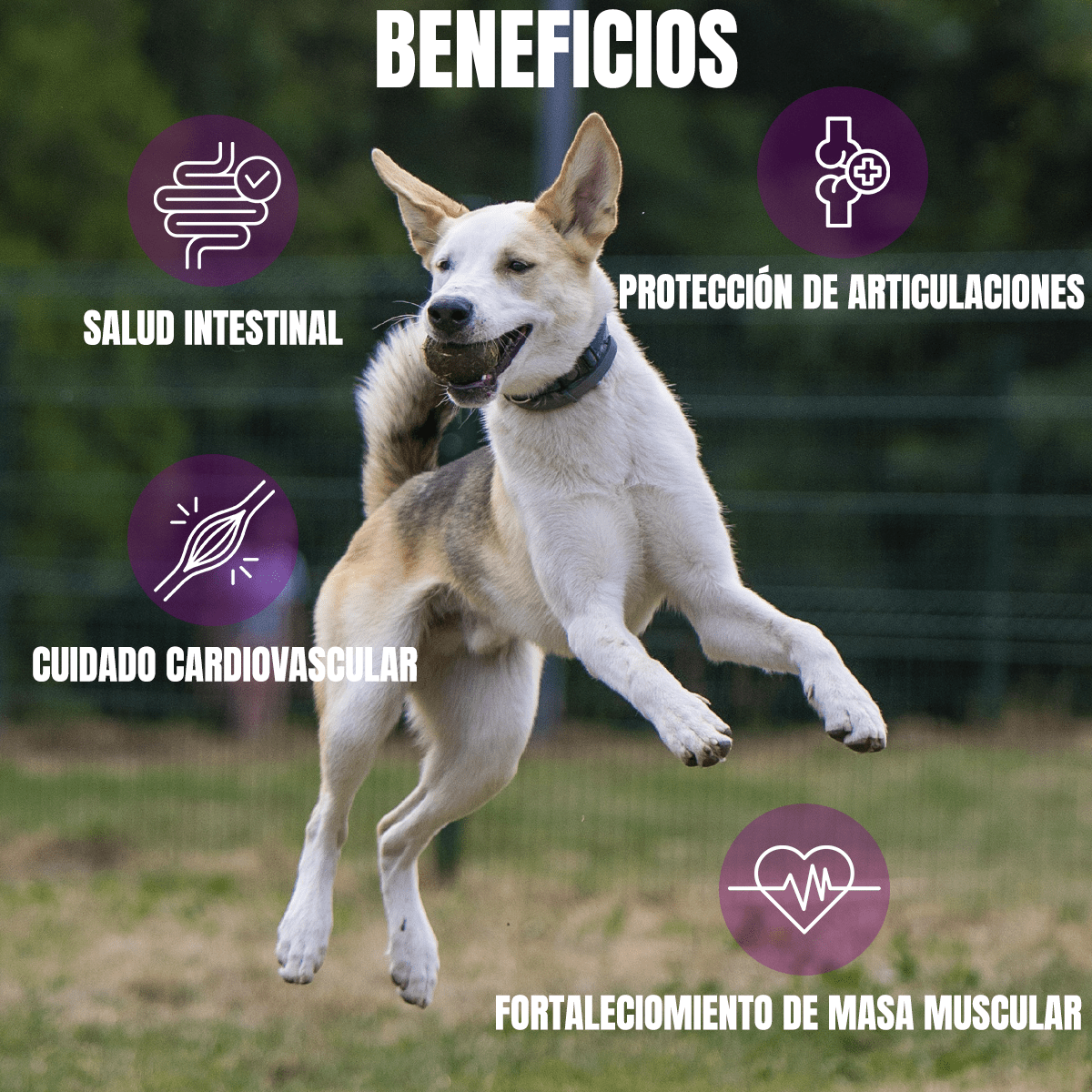 NUPEC HIGH PERFORMANCE - FridaPets - Perro - Alimento - Seco - Nupec