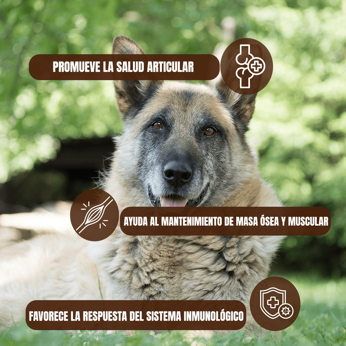 NUPEC SENIOR - FridaPets - Perro - Alimento - Seco - Nupec