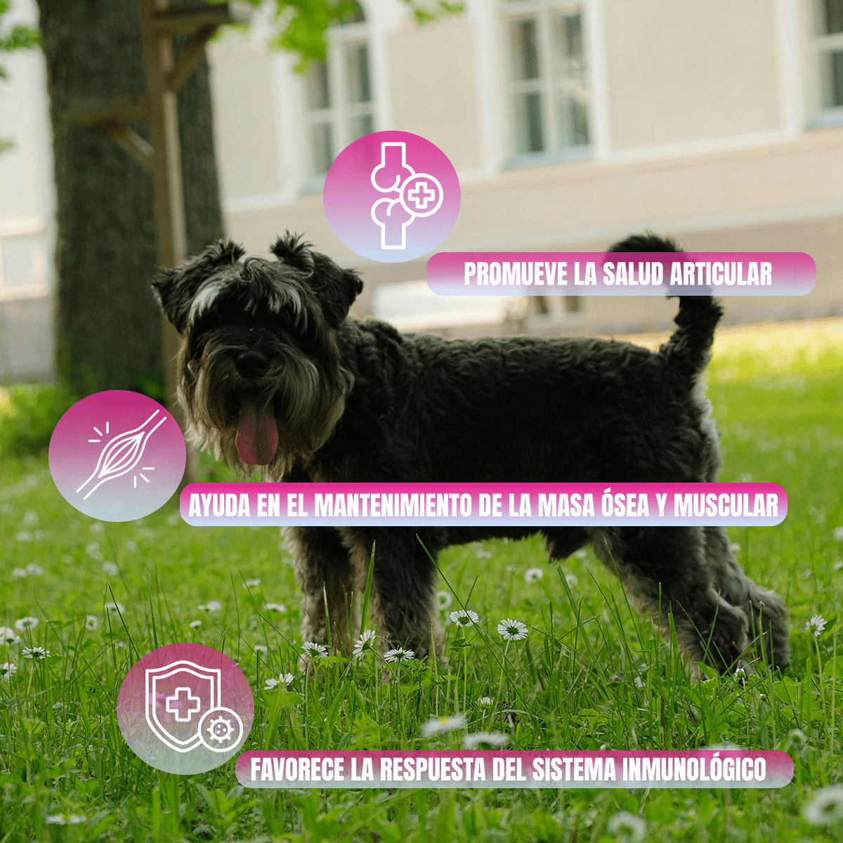 NUPEC SENIOR RAZA PEQUEÑA - FridaPets - Perro - Alimento - Seco - Nupec