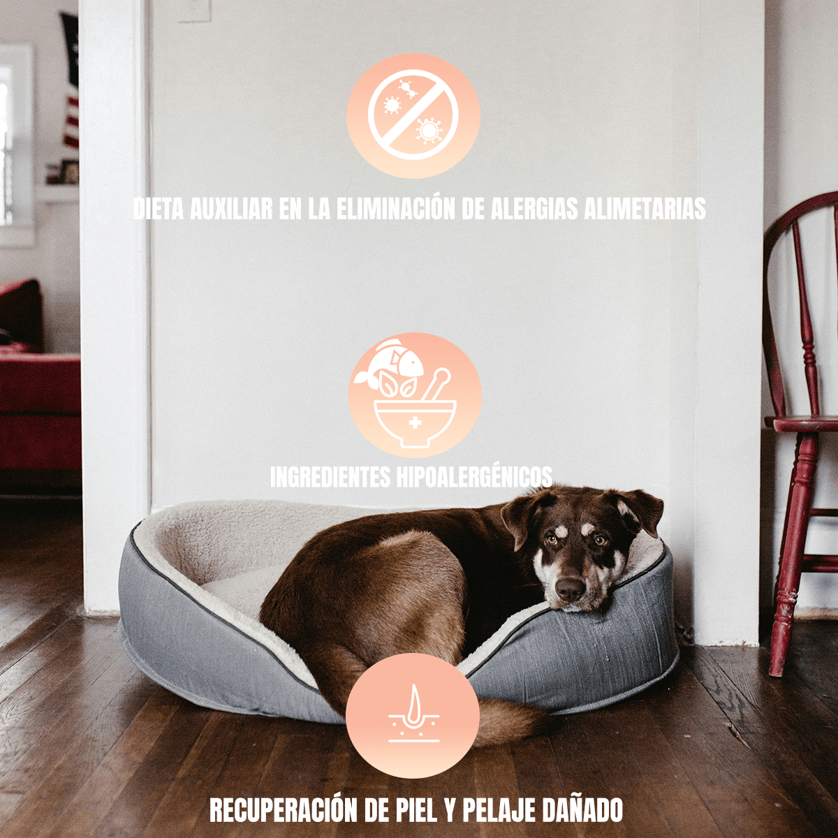 NUPEC SENSITIVE - FridaPets - Perro - Alimento - Seco - Nupec