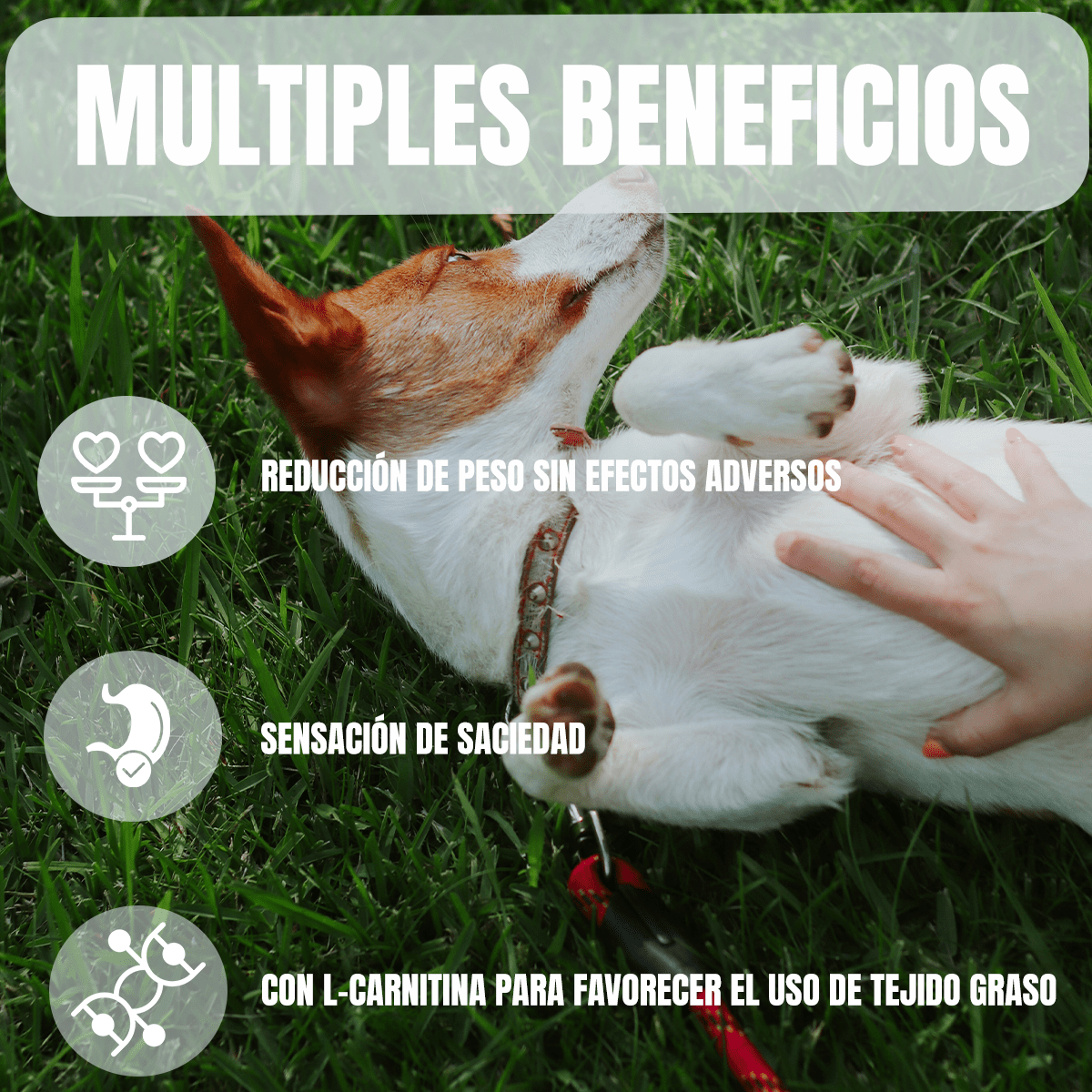 NUPEC WEIGHT CONTROL - FridaPets - Perro - Alimento - Seco - Nupec