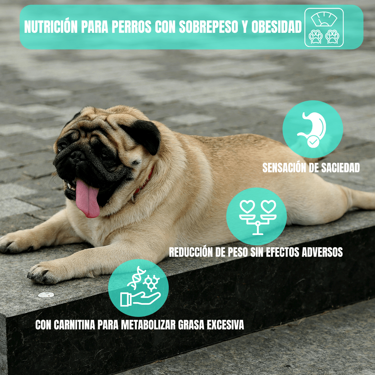 NUPEC WEIGHT CONTROL RAZAS PEQUEÑAS - FridaPets - Perro - Alimento - Seco - Nupec