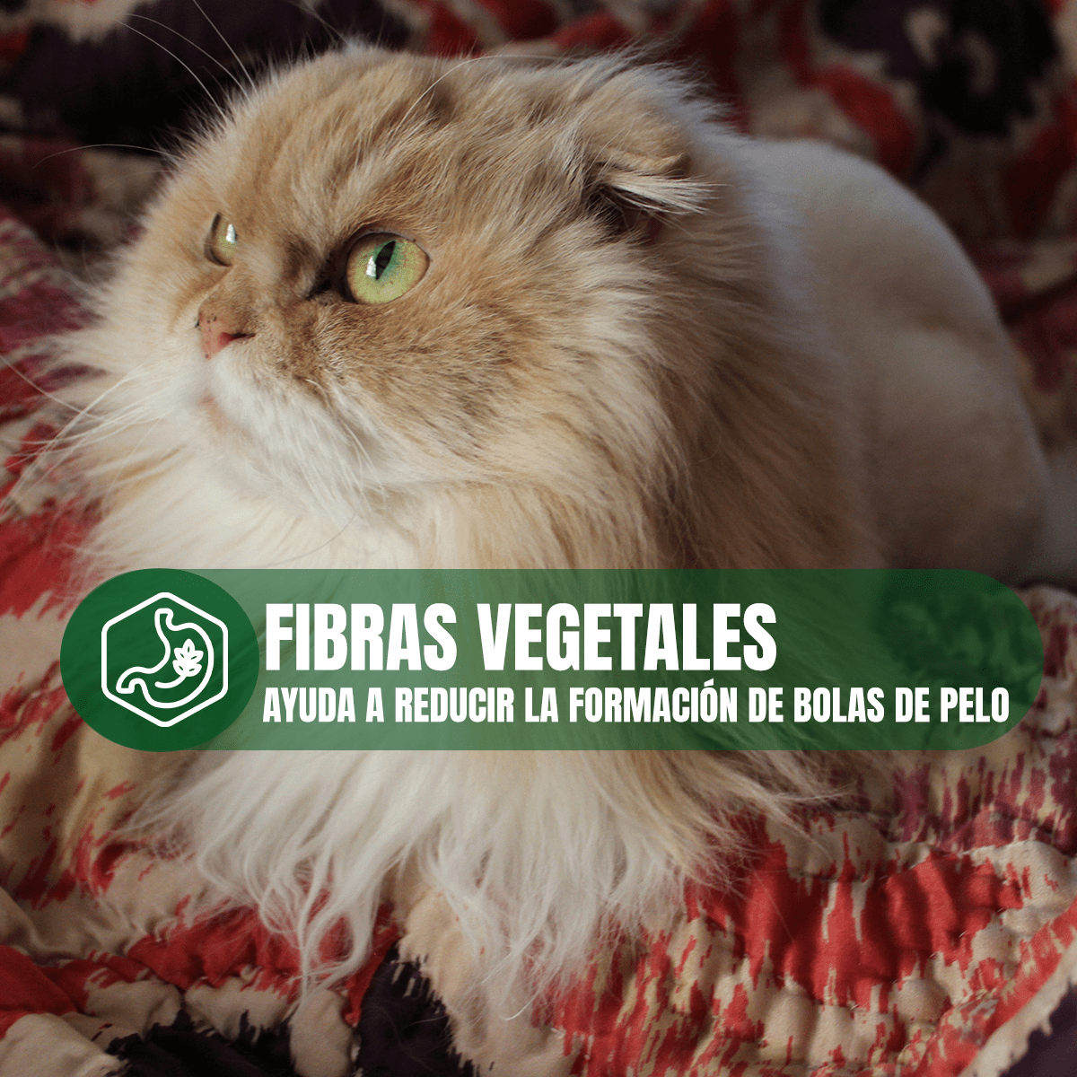 Pack Nupec Gato 30 Latas 15 Urinary & 15 Hairball + Regalo - FridaPets - Gato - Alimento - Húmedo - Nupec