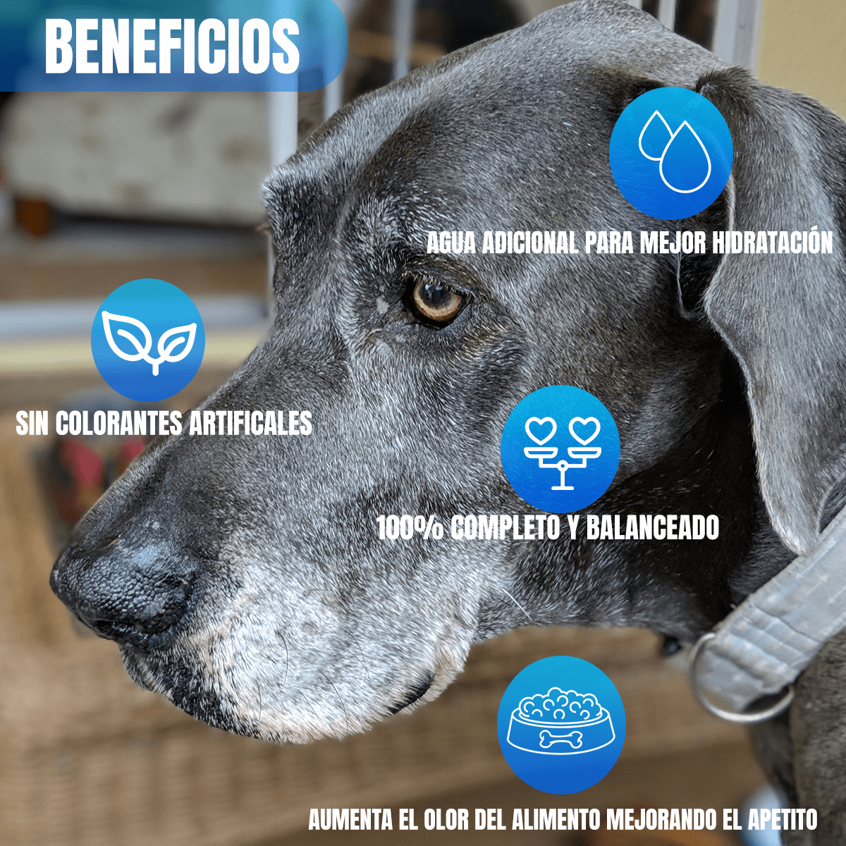 Pack Pro Plan 24 Pouches Adulto 7+ Active Mind 85gr - FridaPets - Perro - Alimento - Húmedo - ProPlan