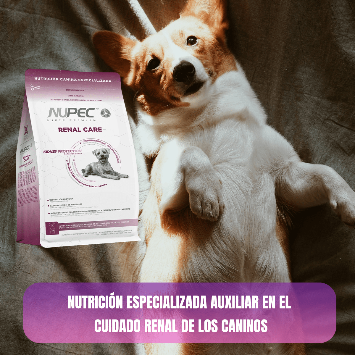 Paq 2 Nupec Renal Care 2kg Cuidado Renal + Regalo para Perro - FridaPets - Perro - Alimento - Seco - Nupec