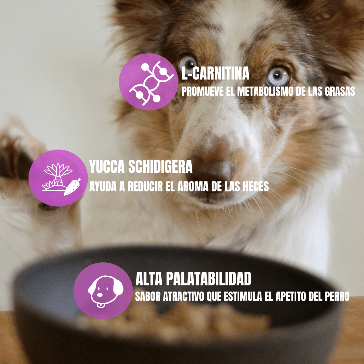 Paq 2 Nupec Renal Care 2kg Cuidado Renal + Regalo para Perro - FridaPets - Perro - Alimento - Seco - Nupec