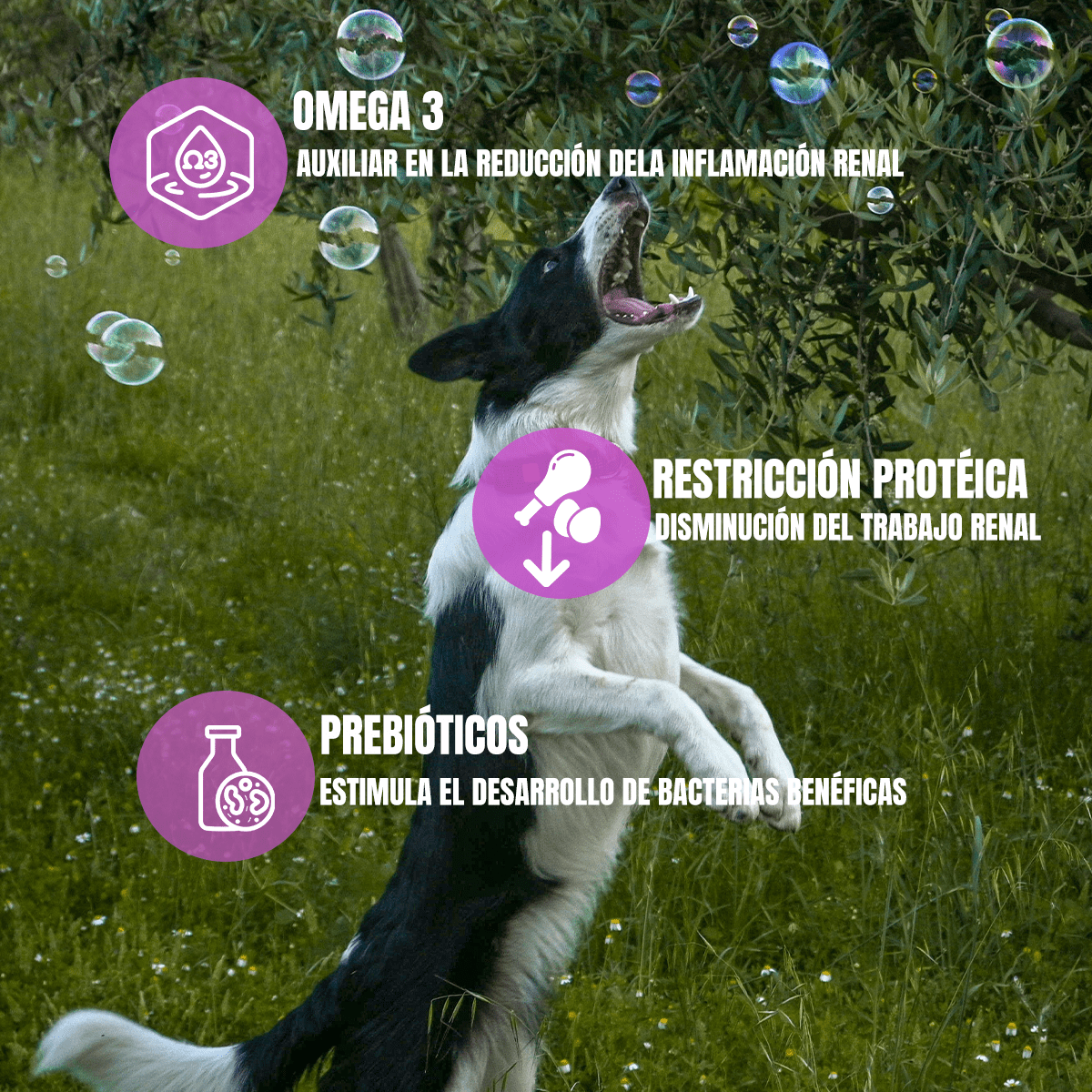 Paq 2 Nupec Renal Care 2kg Cuidado Renal + Regalo para Perro - FridaPets - Perro - Alimento - Seco - Nupec