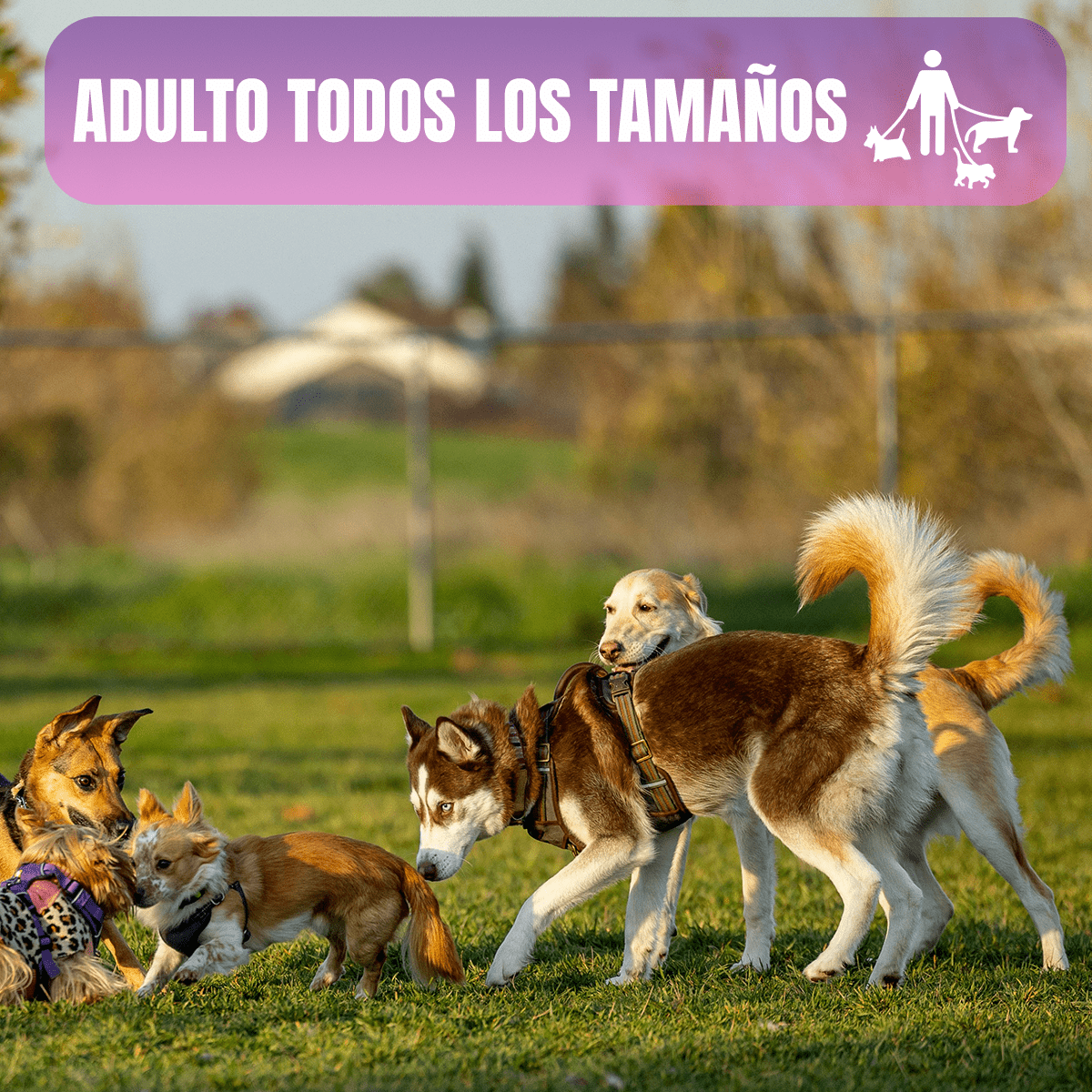 Paq 2 Nupec Renal Care 2kg Cuidado Renal + Regalo para Perro - FridaPets - Perro - Alimento - Seco - Nupec