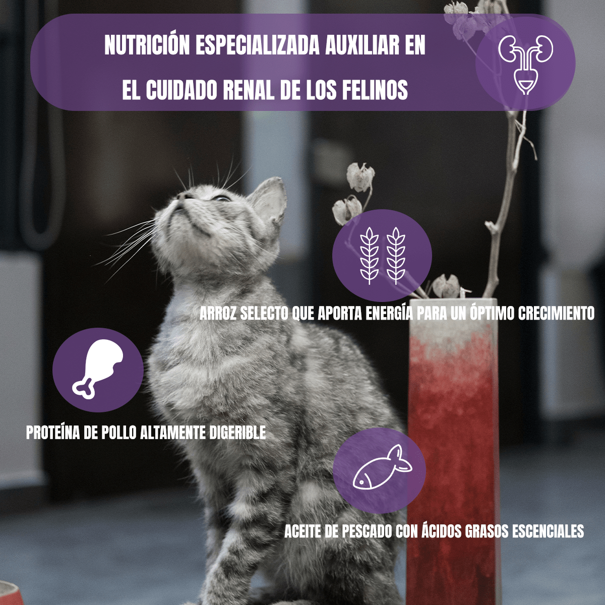 Paquete 2 Nupec Felino Renal Care 1.5 Kg + Regalo Para Gato - FridaPets - Gato - Alimento - Seco - Nupec