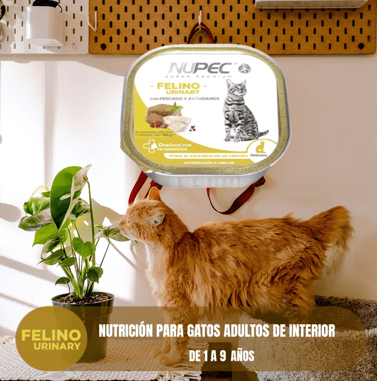 Paquete 20 Latas Nupec Gato 10 Urinary Y 10 Hairball + Regalo - FridaPets - Gato - Alimento - Húmedo - Nupec