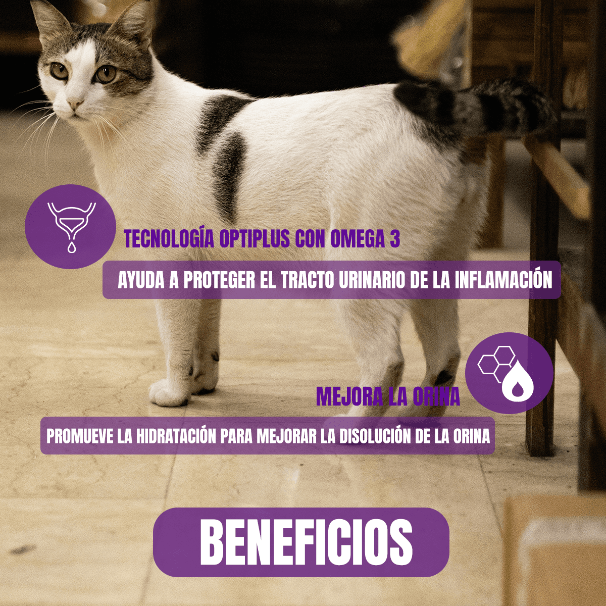 Paquete 24 Sobres De 85G Proplan Gato Urinary + Regalo juguete para gato - FridaPets - Gato - Alimento - Húmedo - ProPlan