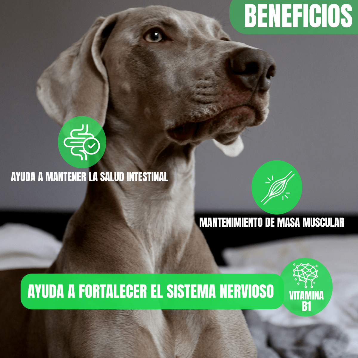 PAQUETE 32 PZ NUPEC ALIMENTO HUMEDO ADULTO +TOALLITAS HUMEDAS PARA MASCOTAS FRIDA WIPES - FridaPets - Perro - Alimento - Húmedo - Nupec