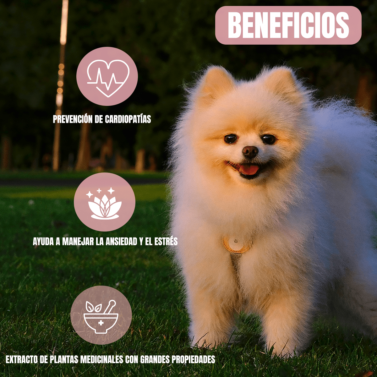 Paquete Nupec Adulto Raza Mini 3kg + Jabón Sedozoo Herbal - FridaPets - Perro - Alimento - Seco - Nupec