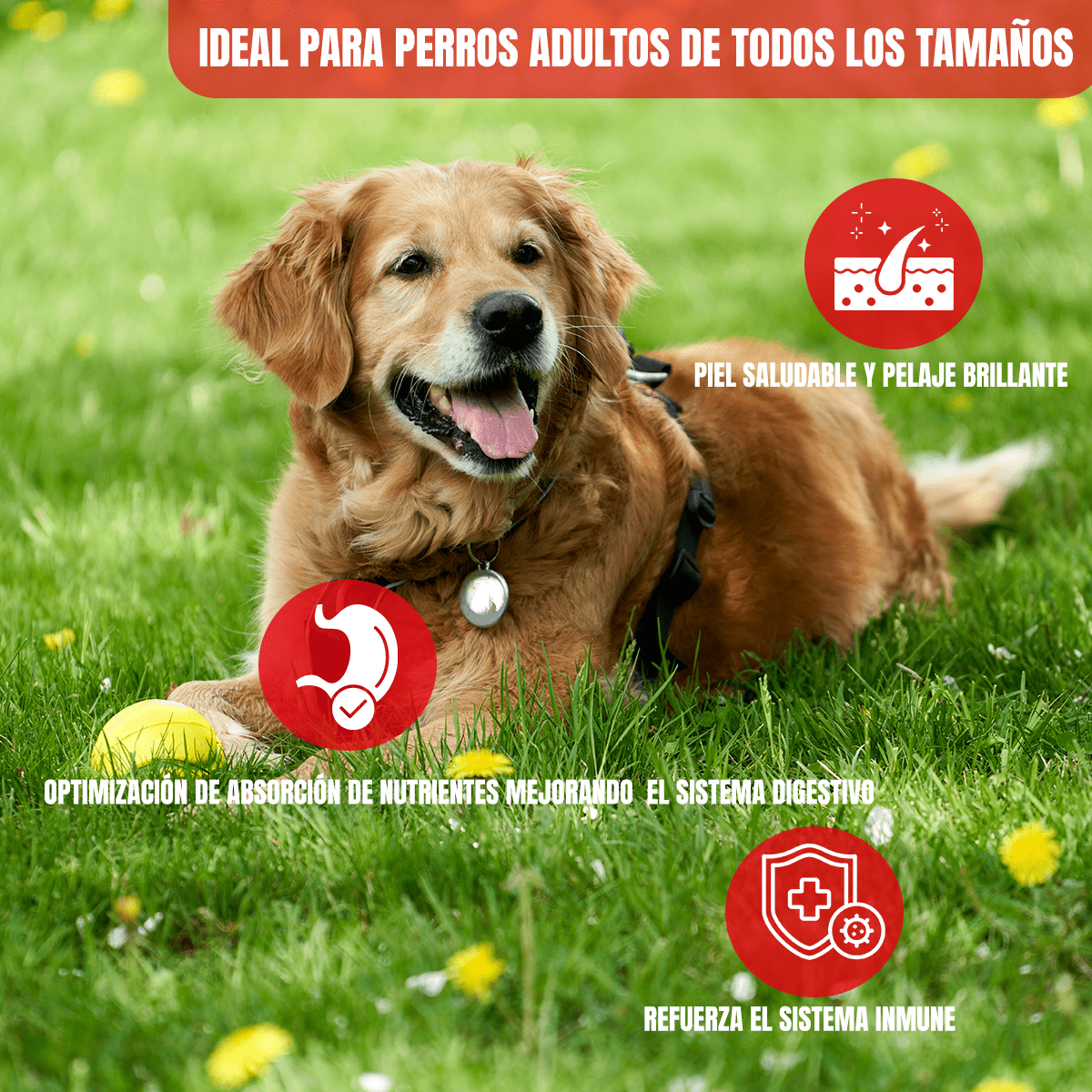 Paquete Pro Plan 24 Pouches Adulto Sabor Pollo 85gr + Regalo - FridaPets - Perro - Alimento - Húmedo - ProPlan