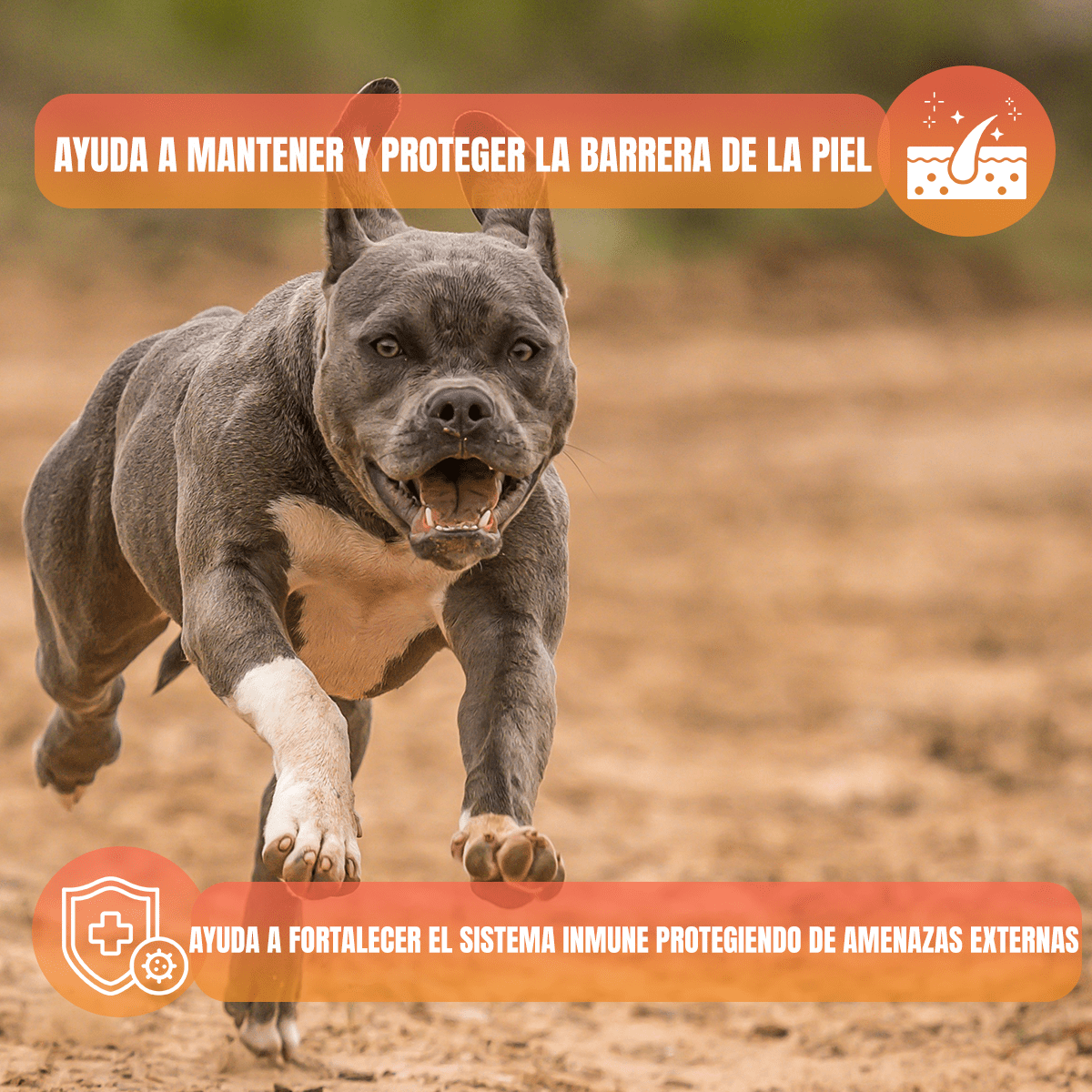 Proplan adulto piel sensible 3kg Med/gde + regalo - FridaPets - Perro - Alimento - Seco - ProPlan
