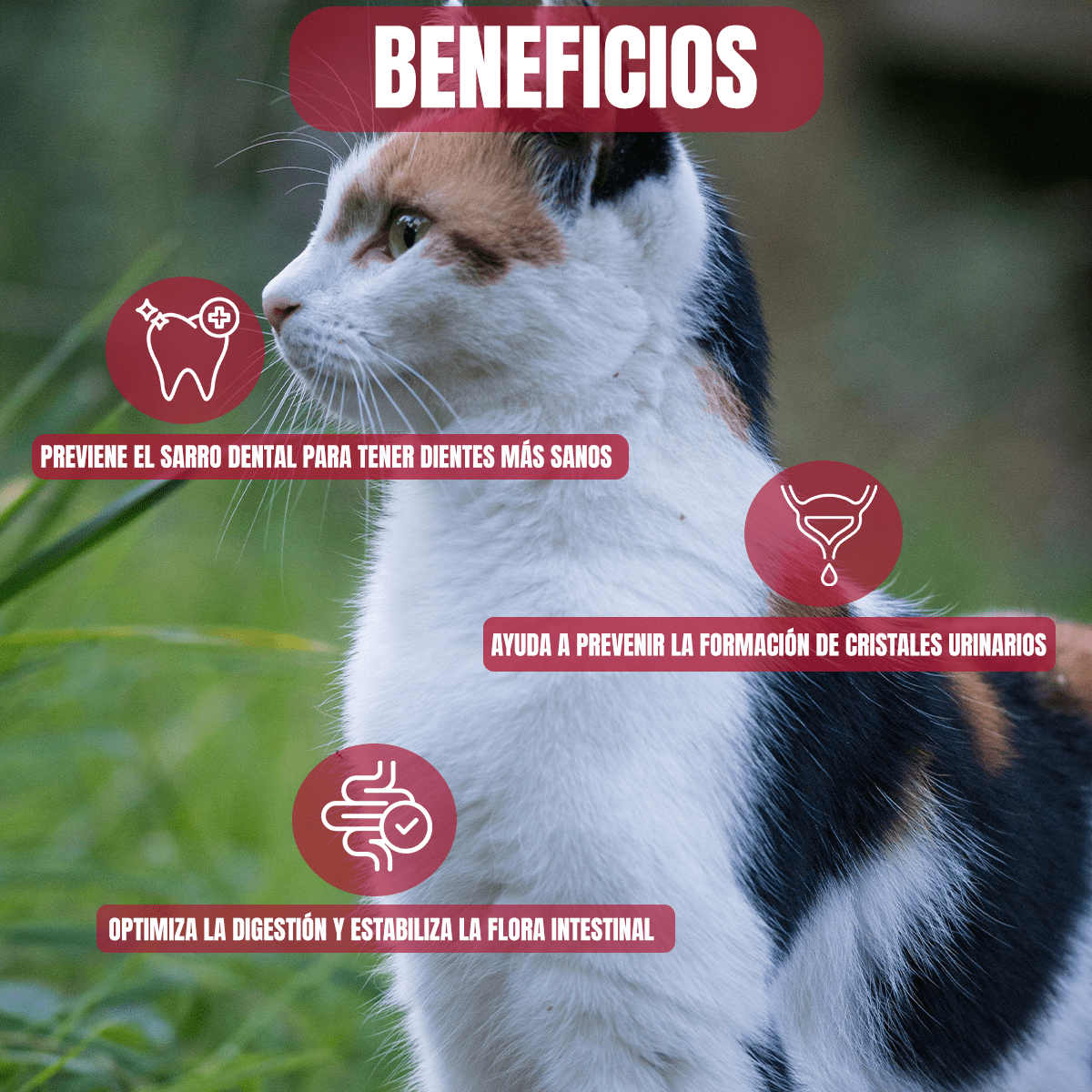 PROPLAN CROQUETAS GATO ADULTO 3KG (De 1 A 7 Años) + REGALO - FridaPets - Gato - Alimento - Seco - ProPlan