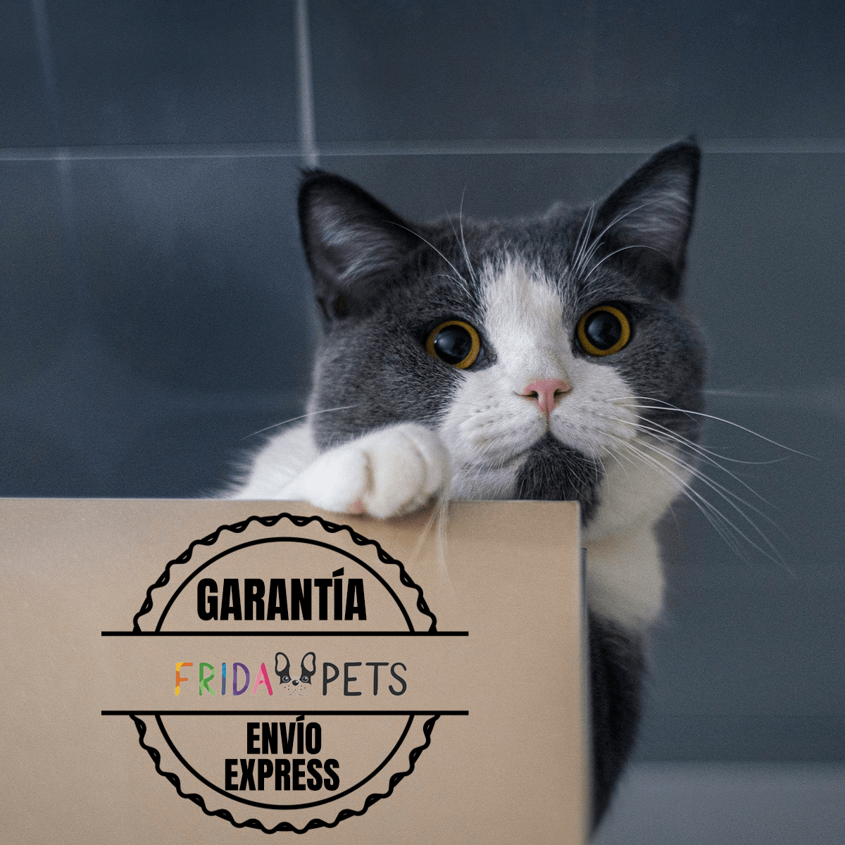 PROPLAN CROQUETAS GATO ADULTO 3KG (De 1 A 7 Años) + REGALO - FridaPets - Gato - Alimento - Seco - ProPlan