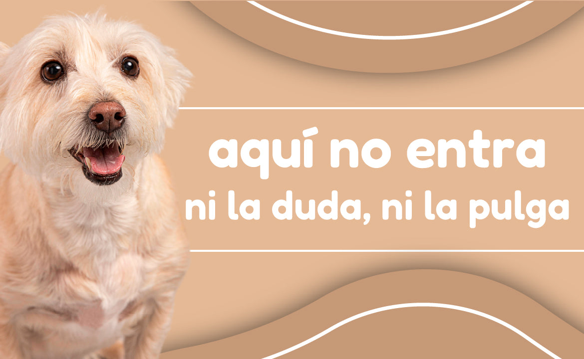 FridaPets