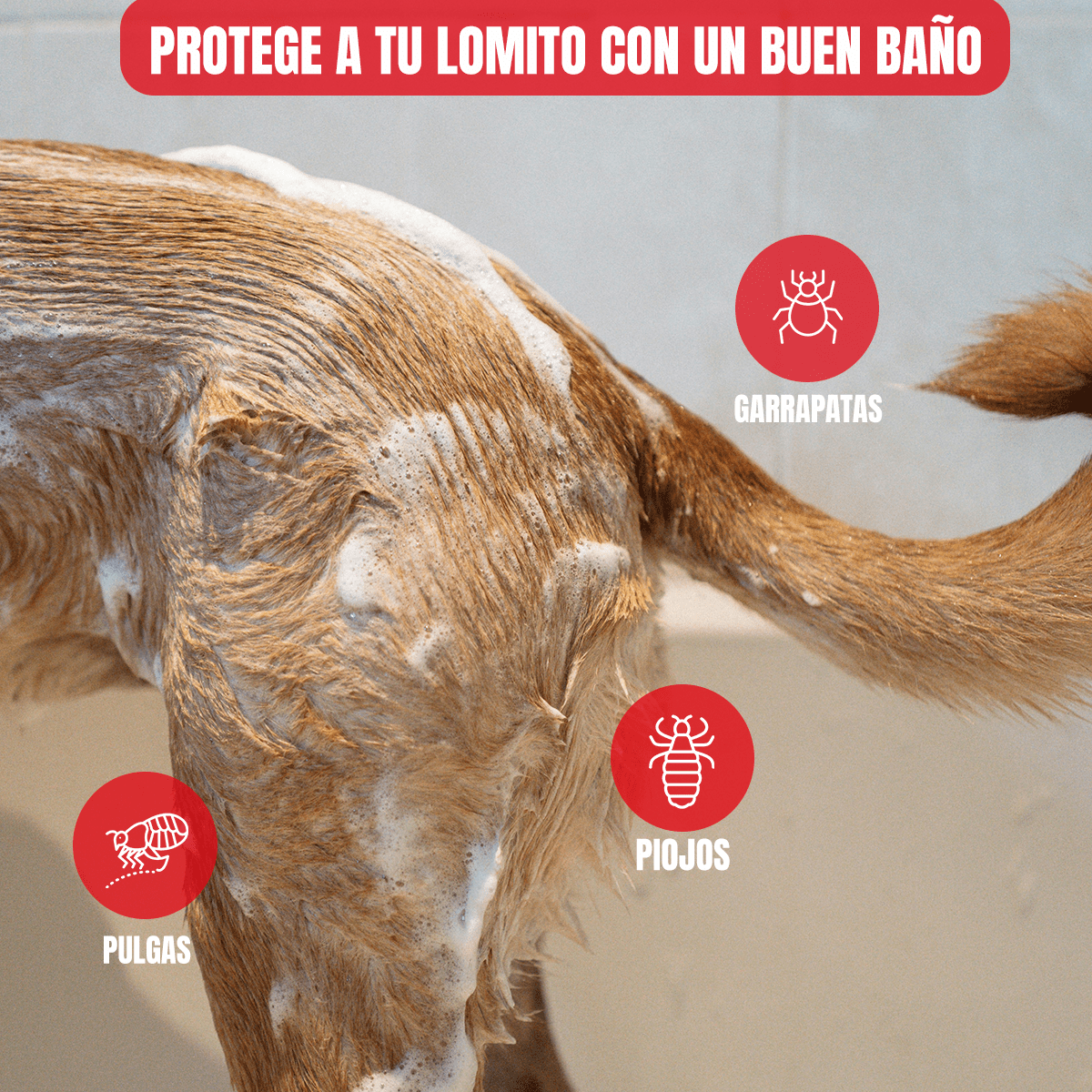 Shampoo Bolfo Ectoparasiticida - Protección y Estilo para Mascotas - FridaPets - Perro - Salud y bienestar - Bolfo