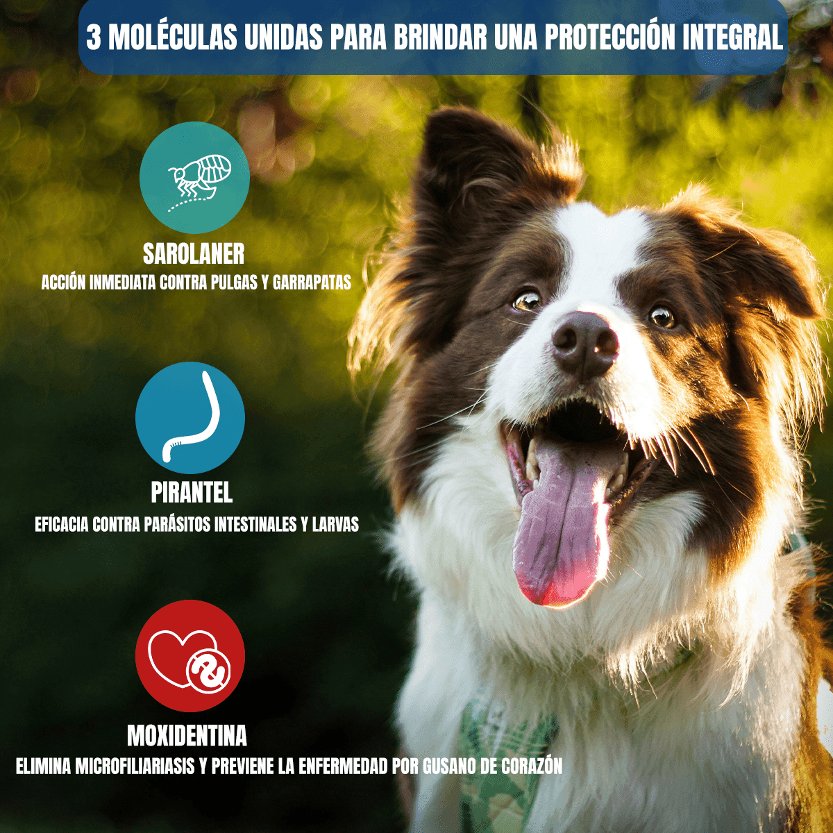 SIMPARICA TRIO 1 TABLETA ANTIPULGAS Y GARRAPATAS PARA PERROS - FridaPets - Perro - Salud y bienestar - Zoetis