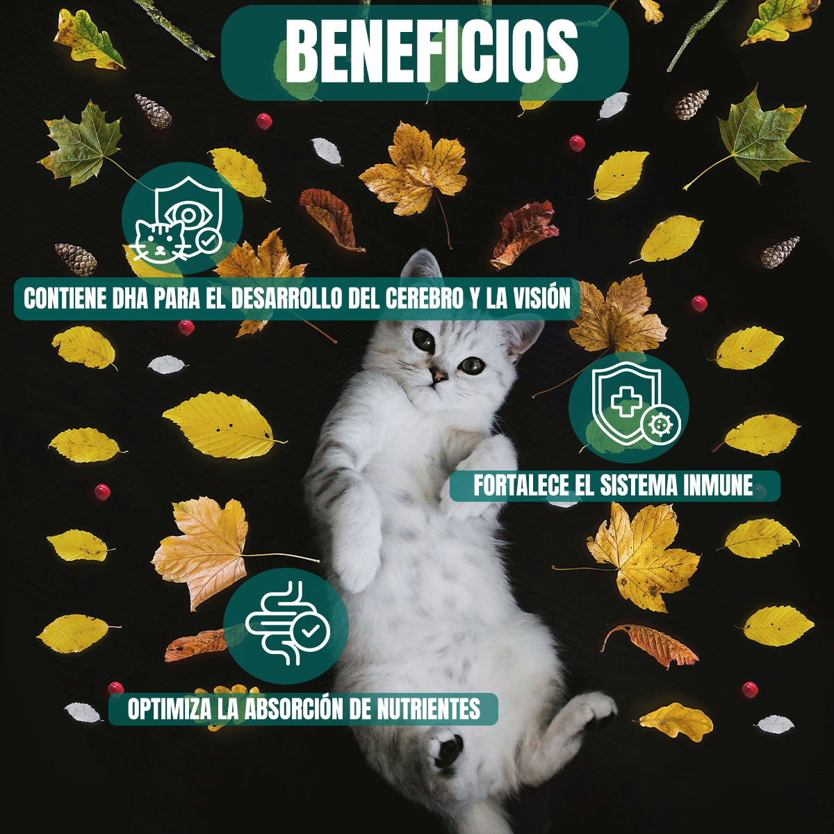 Pro Plan Croquetas Para Gato Kitten 3kg (Hasta 12m) + Regalo